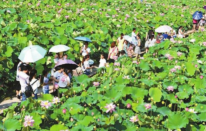 赏花又采莲，莲花种植一举多得拓宽农民增收致富路