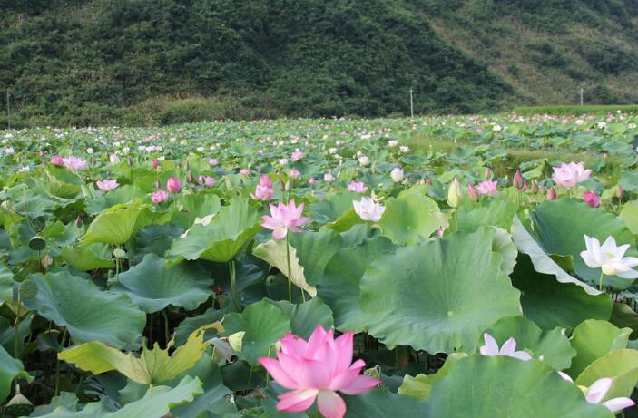 赏花又采莲，莲花种植一举多得拓宽农民增收致富路