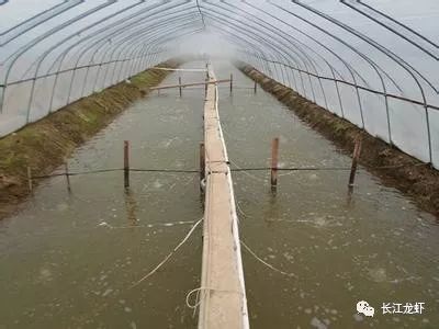 小龙虾反季节销售，冬季大棚养殖与微冻技术