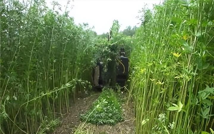 黄麻种植的有利条件_种植黄麻致富案例_种植黄麻的自然条件