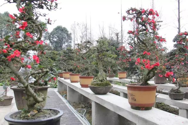 苗木种植盆景技术要求_盆景苗木种植技术_苗木盆栽技术