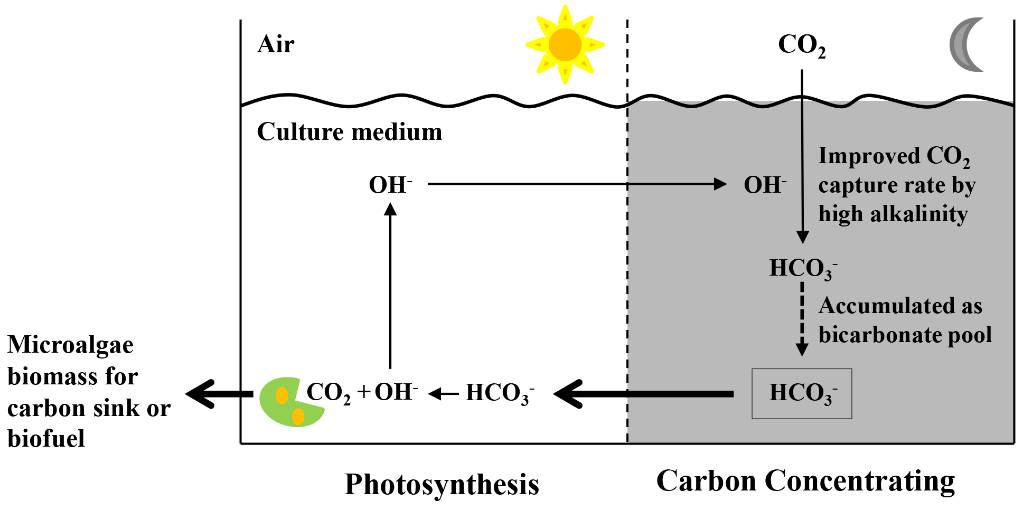 大连理工大学生物工程学院科研团队在微藻“碳中和”领域取得重要进展