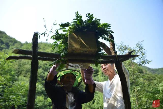 致富经马蜂_马蜂养殖骗局_致富经养马蜂技术视频