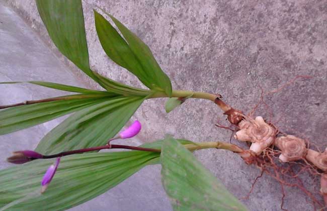 白芨的种植前景和种植效益