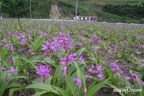 白芨大王引“金凤凰”帮带村民致富