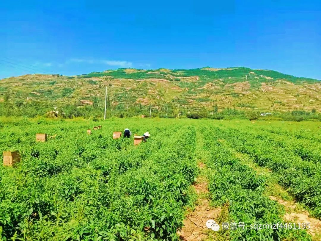 石桥镇：党建领航让昔日撂荒地变身今朝致富田