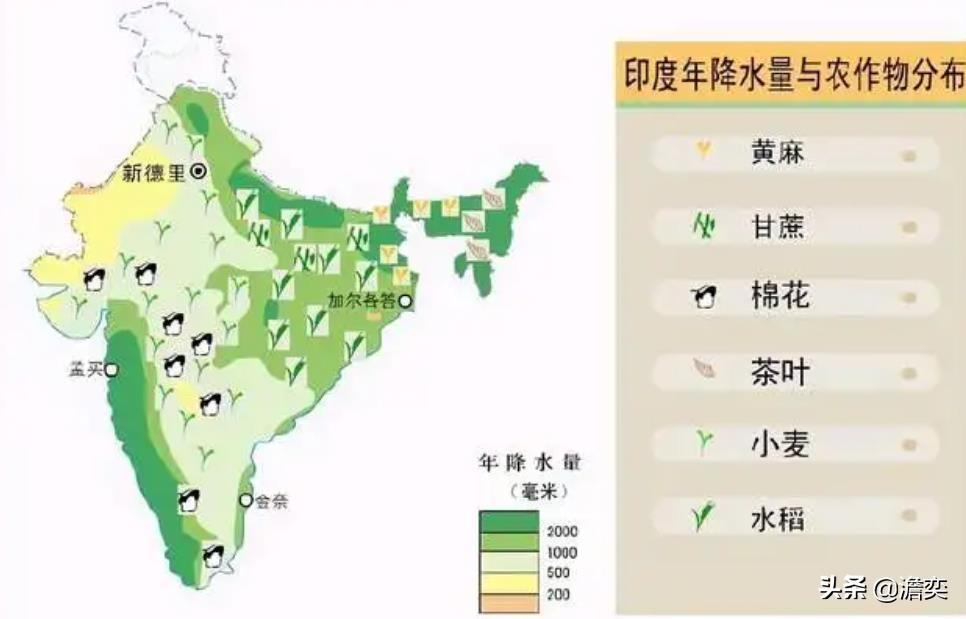 种植黄麻致富案例_黄麻种植条件_黄麻种植的有利条件