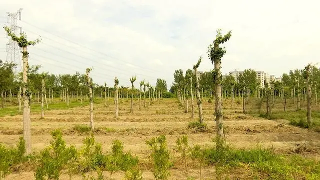 致富肉养水牛好吗_养肉水牛致富经_致富经养水牛