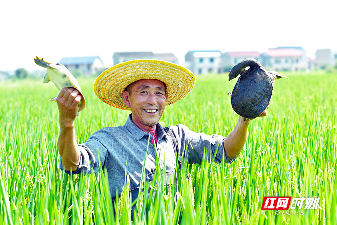 “莲（稻）渔共养”富农家 看湘潭如何唱响“一田双收”致富经