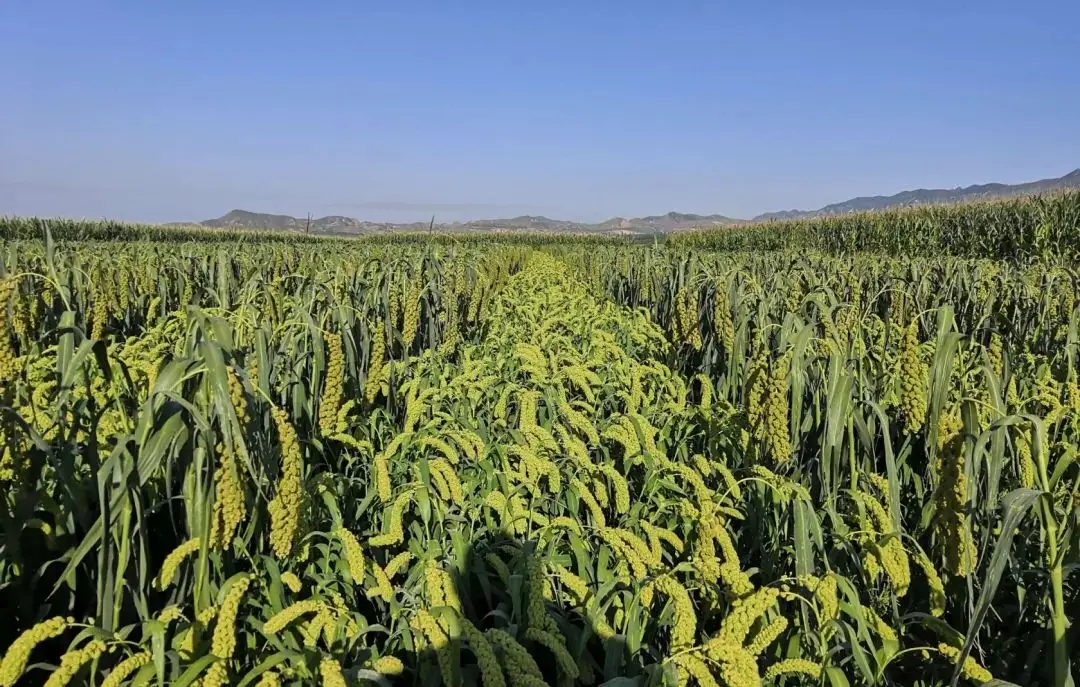 农村致富新项目种植业_农民特色种植致富_致富种植农民特色农产品