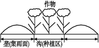 土豆种植覆膜技术要求_覆膜土豆种植技术_土豆种植覆膜技术要点