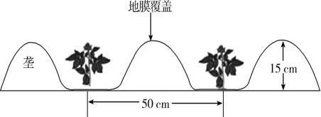 土豆种植覆膜技术要点_覆膜土豆种植技术_土豆种植覆膜技术要求