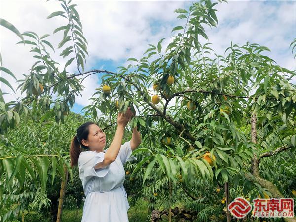 黄桃成熟引客来 大田乡供图