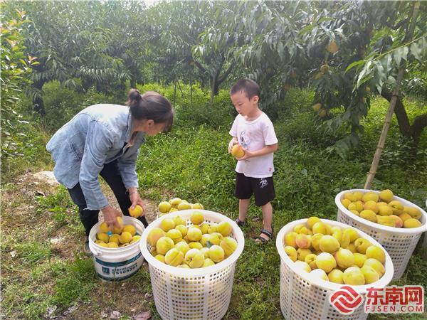 黄桃种植基地内黄桃成熟 大田乡供图