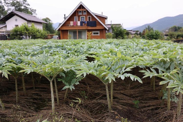 树叶种植致富_靠树叶致富_致富树叶种植视频