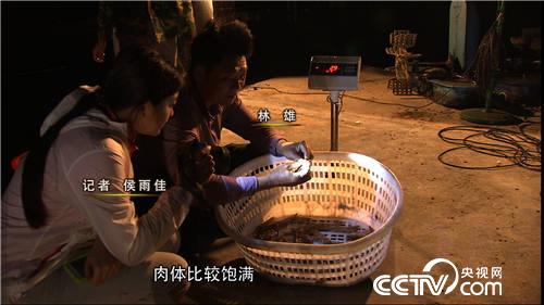 鱼塘养殖石斑鱼技术_养殖石斑鱼利润有多少_视频致富经赌徒养石斑鱼