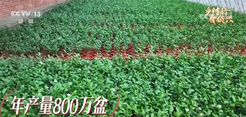 2011致富经种植_致富种植专业合作社_致富种植视频全集