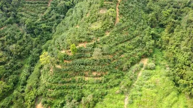 致富种植视频全集_2011致富经种植_致富种植什么比较赚大钱