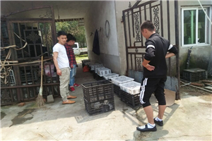 山东济南就近家庭特种养殖项目可以冒充---的兔子品种