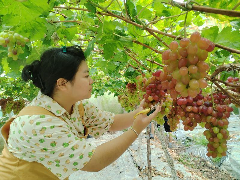 沿河：葡萄丰收缀满枝 串起甜蜜致富路