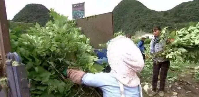 树叶种植致富_致富树叶种植视频_种树致富经