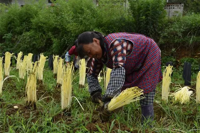 河南韭黄种植基地_河南种植韭黄致富_韭黄高产种植视频