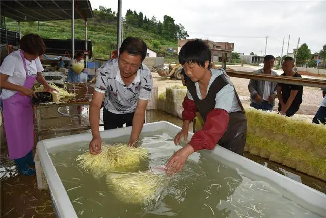 河南种植韭黄致富_韭黄高产种植视频_河南韭黄种植基地