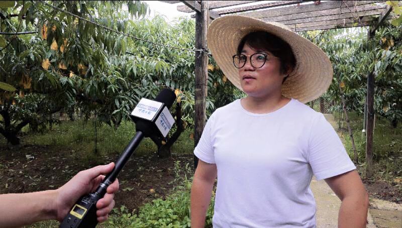 种植桃子_桃子秘植一栽培 致富经_桃子栽培技术