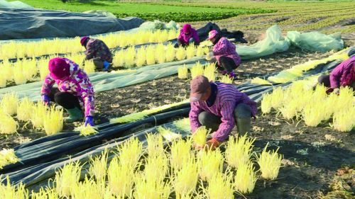 河南种植韭黄致富_韭黄高产种植视频_韭黄种植效益