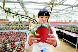 致富南方种植草药怎么样_致富南方种植草药图片_南方草药种植致富