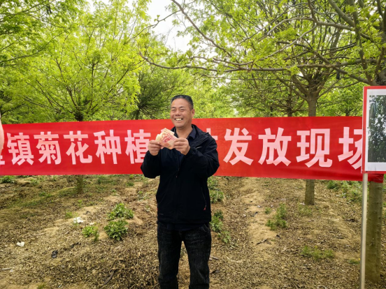 菊花养殖致富_菊花养殖技术_致富经菊花种植视频