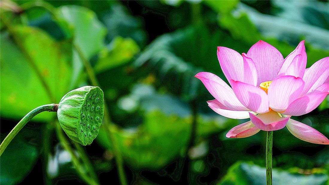 如何养殖芙蓉_致富芙蓉养殖水草好吗_养殖水芙蓉致富