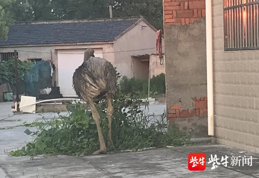 自家门前来了只鸵鸟，女子吓得报警：附近养殖户家里跑出来的