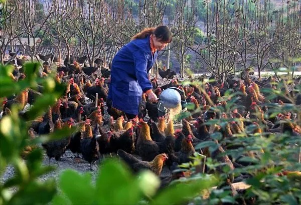 土鸡养殖技术及防疫管理_养殖防疫土鸡管理技术规范_土鸡养殖防疫流程