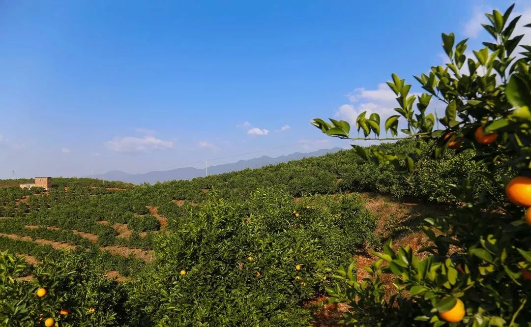 橙子种植技术和销售方法_橙子如何种植_橙子种植销售方法技术要点
