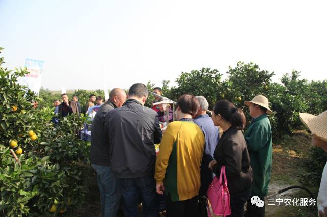 橙子如何种植技术_橙子种植技术和销售方法_橙子如何种植