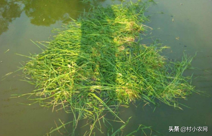 养殖草鱼视频大全_草鱼养殖视频草鱼苗养殖视频_草鱼鲩鱼养殖技术视频