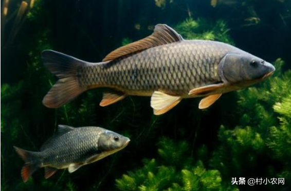 草鱼鲩鱼养殖技术视频_草鱼养殖视频草鱼苗养殖视频_养殖草鱼视频大全