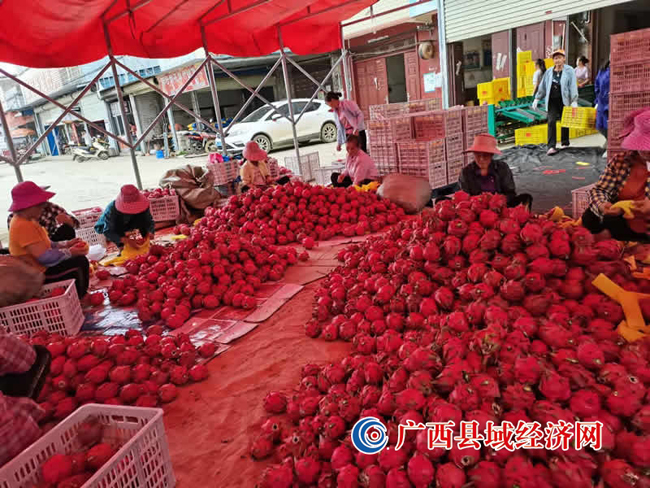 黄华星：返乡创业种植火龙果圆了“致富梦”