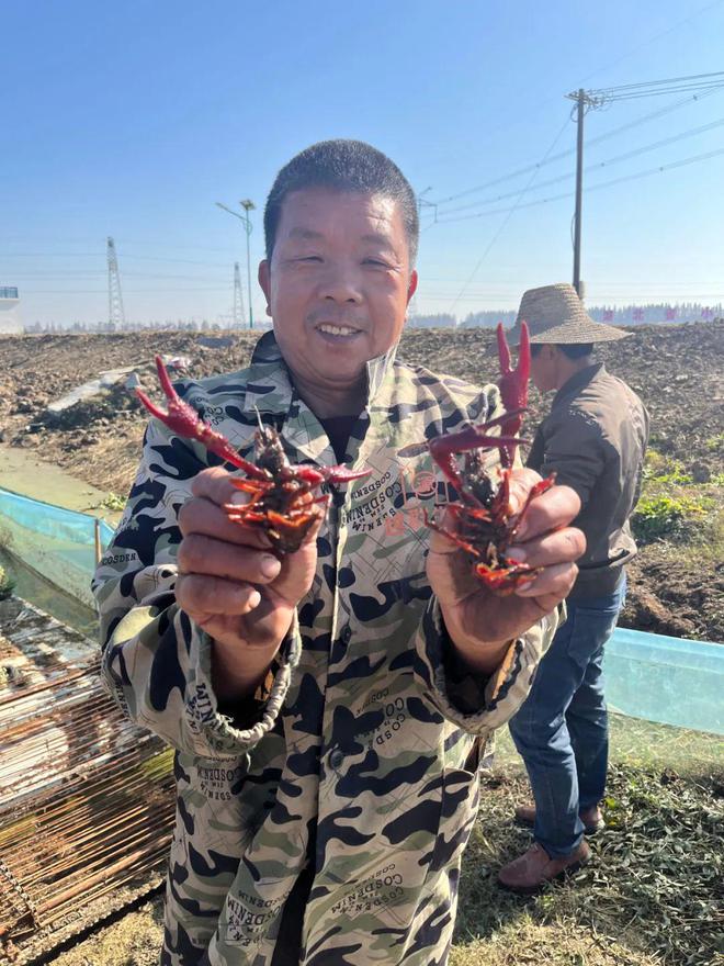 龙虾稻田养殖_致富经生态稻田养龙虾_致富经龙虾养殖视频稻田