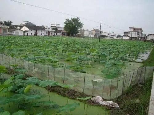 池塘草虾的养殖技术_草虾养殖新法_草虾养殖技术视频