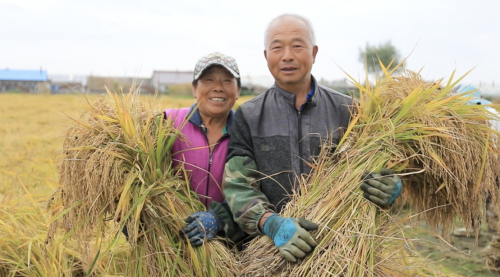 致富经种稻谷_种稻子赚钱吗_致富经种植水稻视频