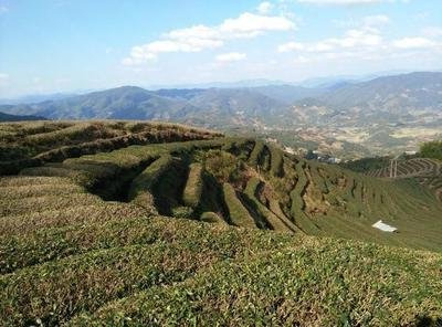 云南种普洱茶怎么样的好喝呢，探寻云南普洱茶的口感奥秘，什么样的普洱茶更好喝？