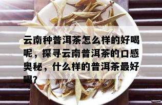 云南种普洱茶怎么样的好喝呢，探寻云南普洱茶的口感奥秘，什么样的普洱茶更好喝？