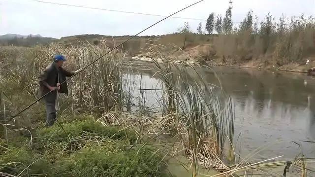 湖南湘云鲫养殖技术_湘云鲫苗种_湖南湘云鲫鱼苗价格