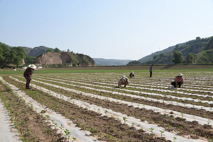 石楼：露地蔬菜促农增收