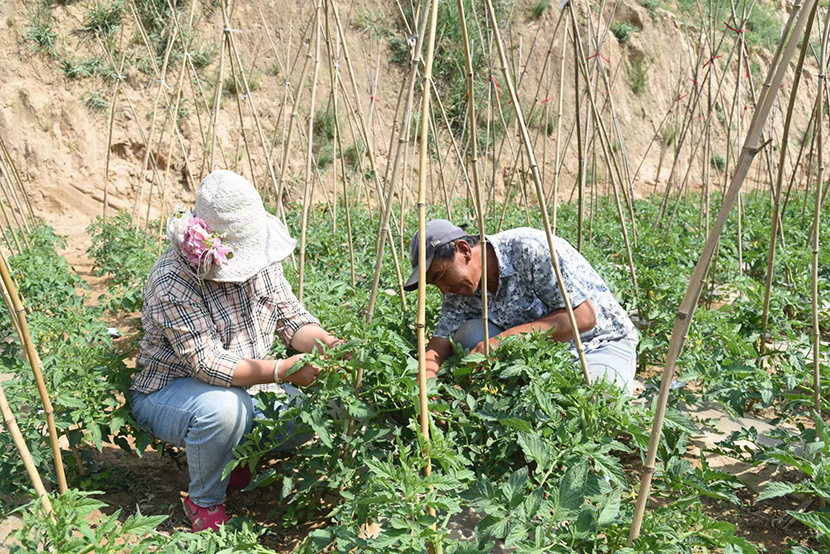 大葱种植技术视频农广天地_大葱种植增收致富_大葱种植高产新技术