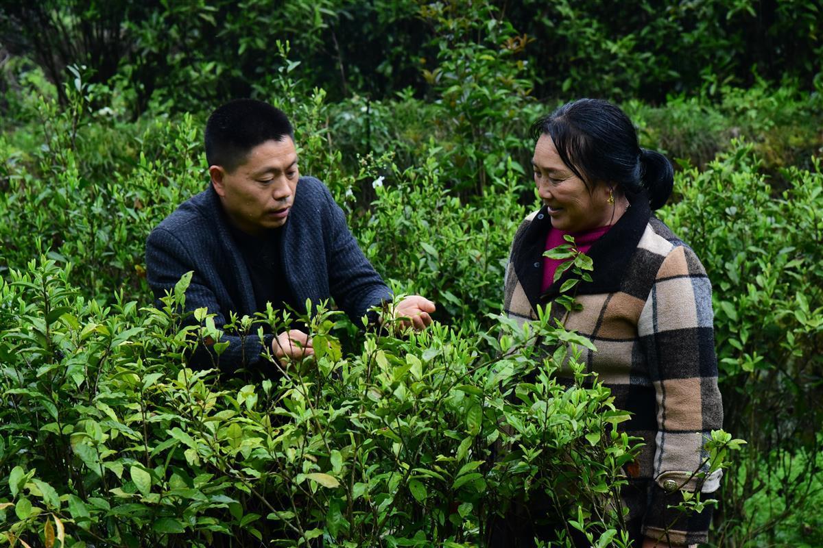 河南种植致富门路_河南种植什么赚钱_河南种植业致富项目