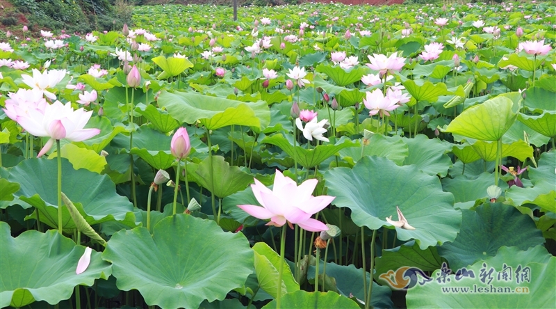 致富芙蓉养殖水草好吗_养殖水芙蓉致富_如何养殖芙蓉