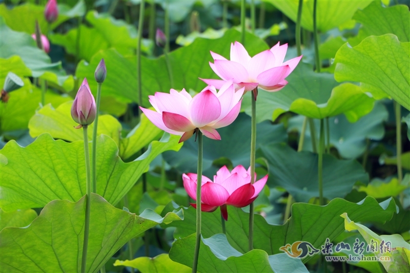 致富芙蓉养殖水草好吗_如何养殖芙蓉_养殖水芙蓉致富